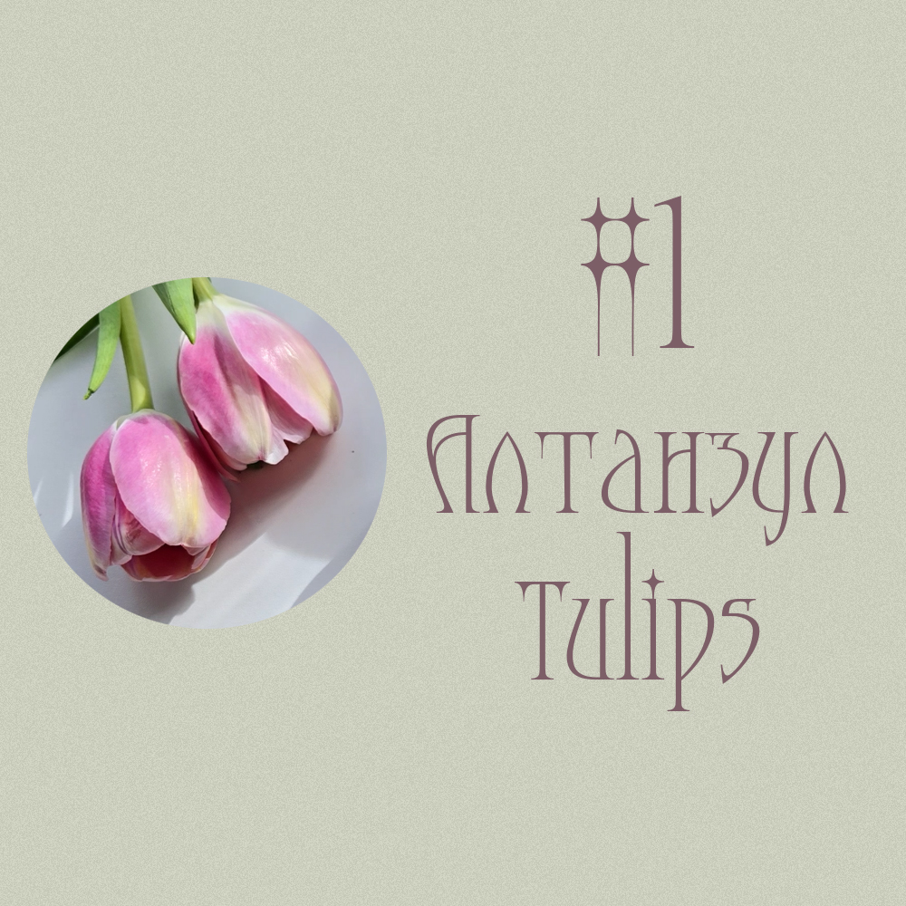 #1 Алтанзул / Tulips (Таны Дараагийн Болзоо? 💐📅💏)