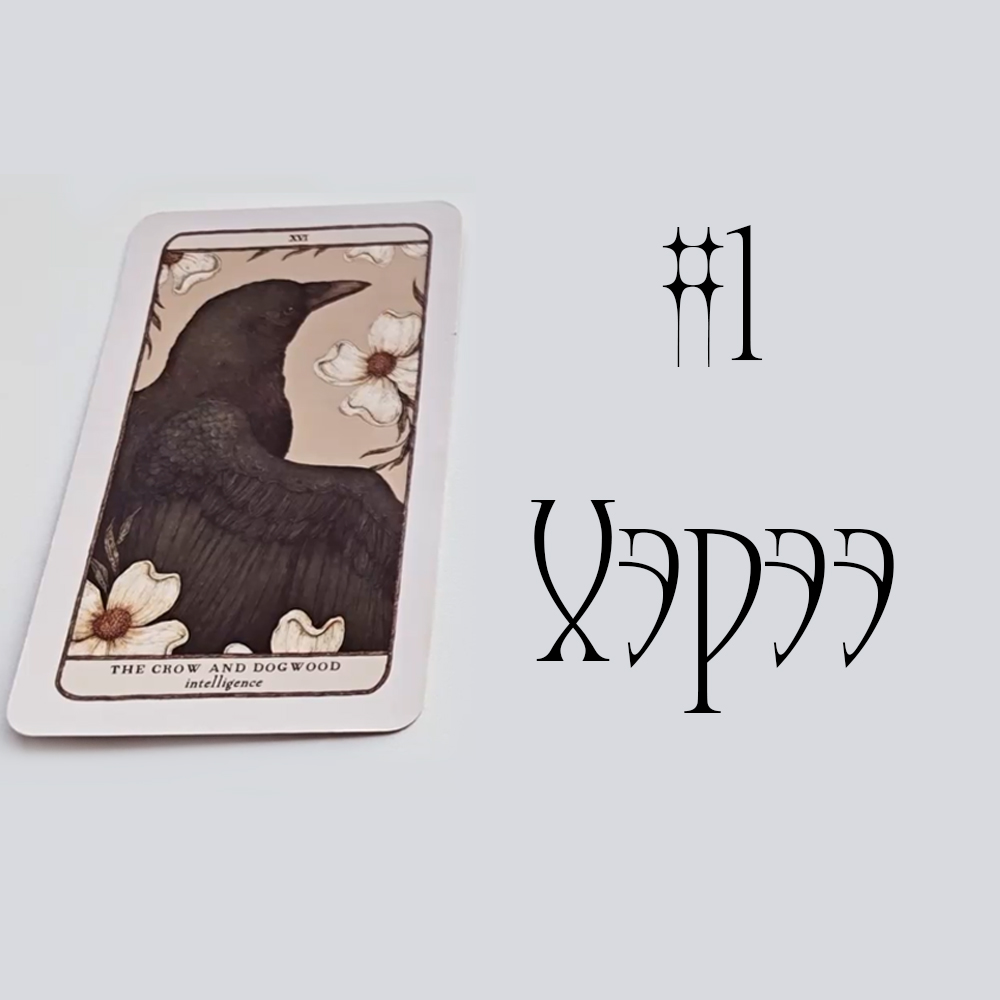 #1 Хэрээ ( Энэ харилцааны одоогийн байдал?  🦢💌👁️‍🗨️ )