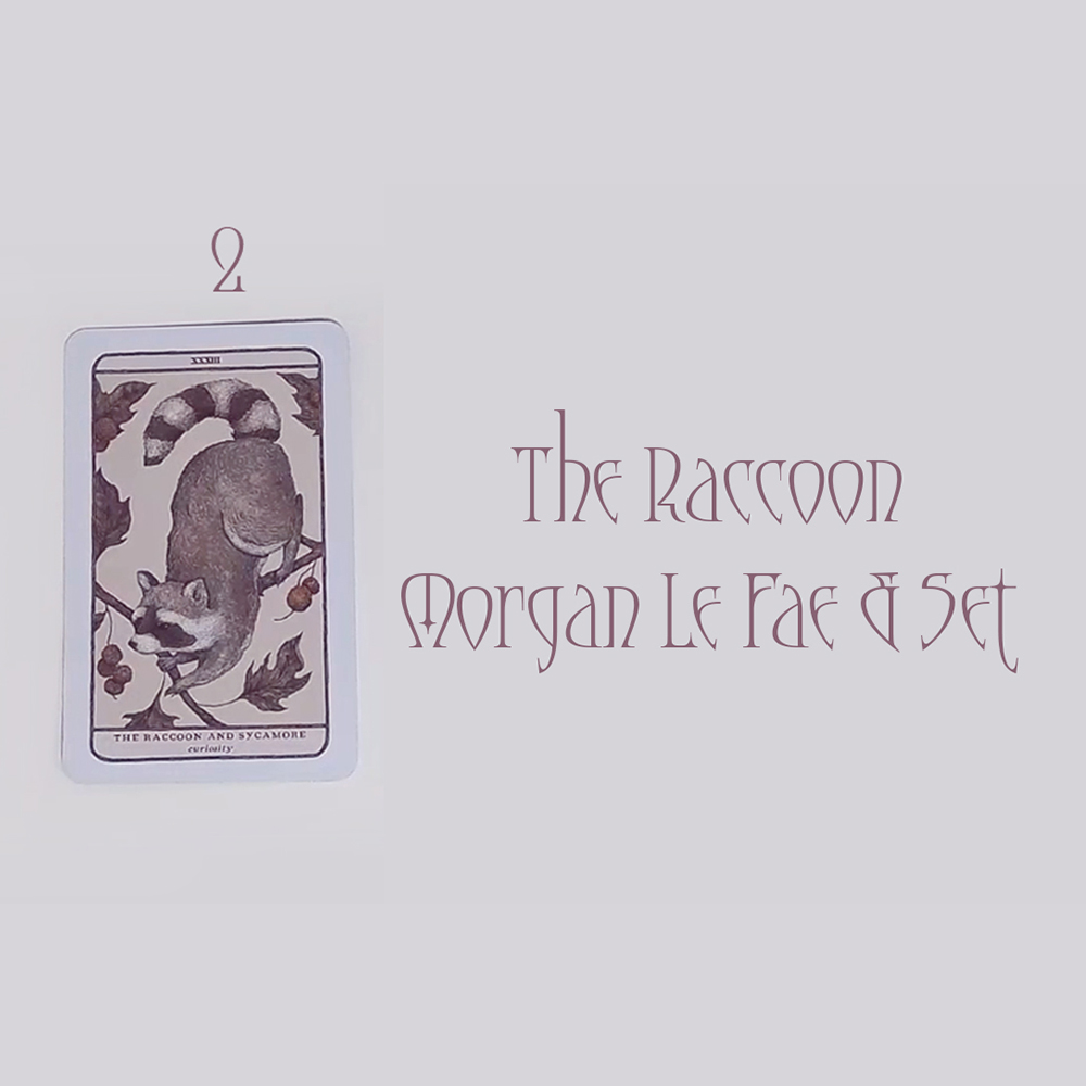 #2 Raccoon, Morgan Le Fae & Set (Энэ харилцааны учир юу вэ? 🌙💗😫)