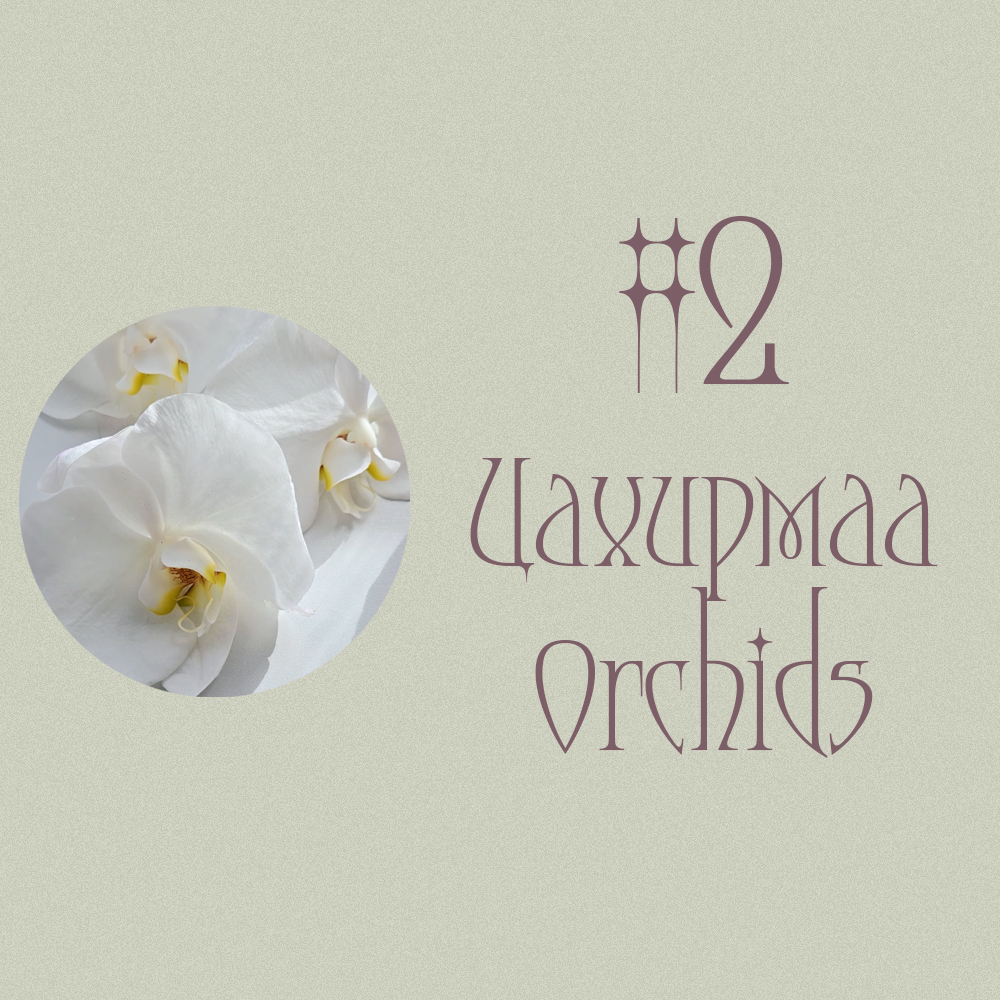 #2 Цахирмаа / Orchid (Таны Дараагийн Болзоо? 💐📅💏)