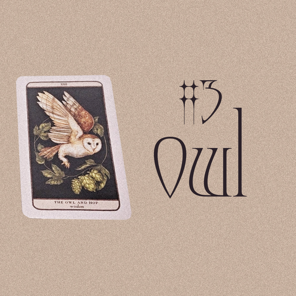 #3 Owl (10 сард танд юу тохиох вэ? 🍂🎃🧡)