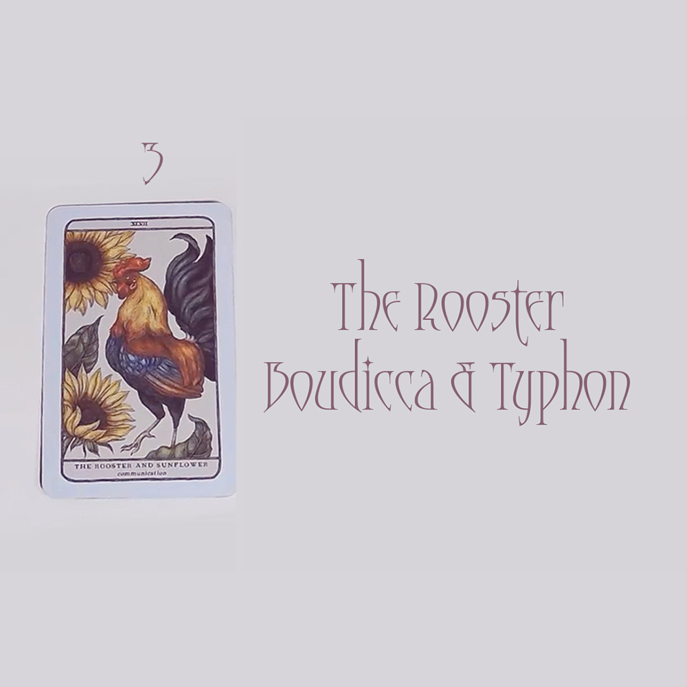 #3 Rooster, Boudicca & Typhon(Энэ харилцааны учир юу вэ? 🌙💗😫)