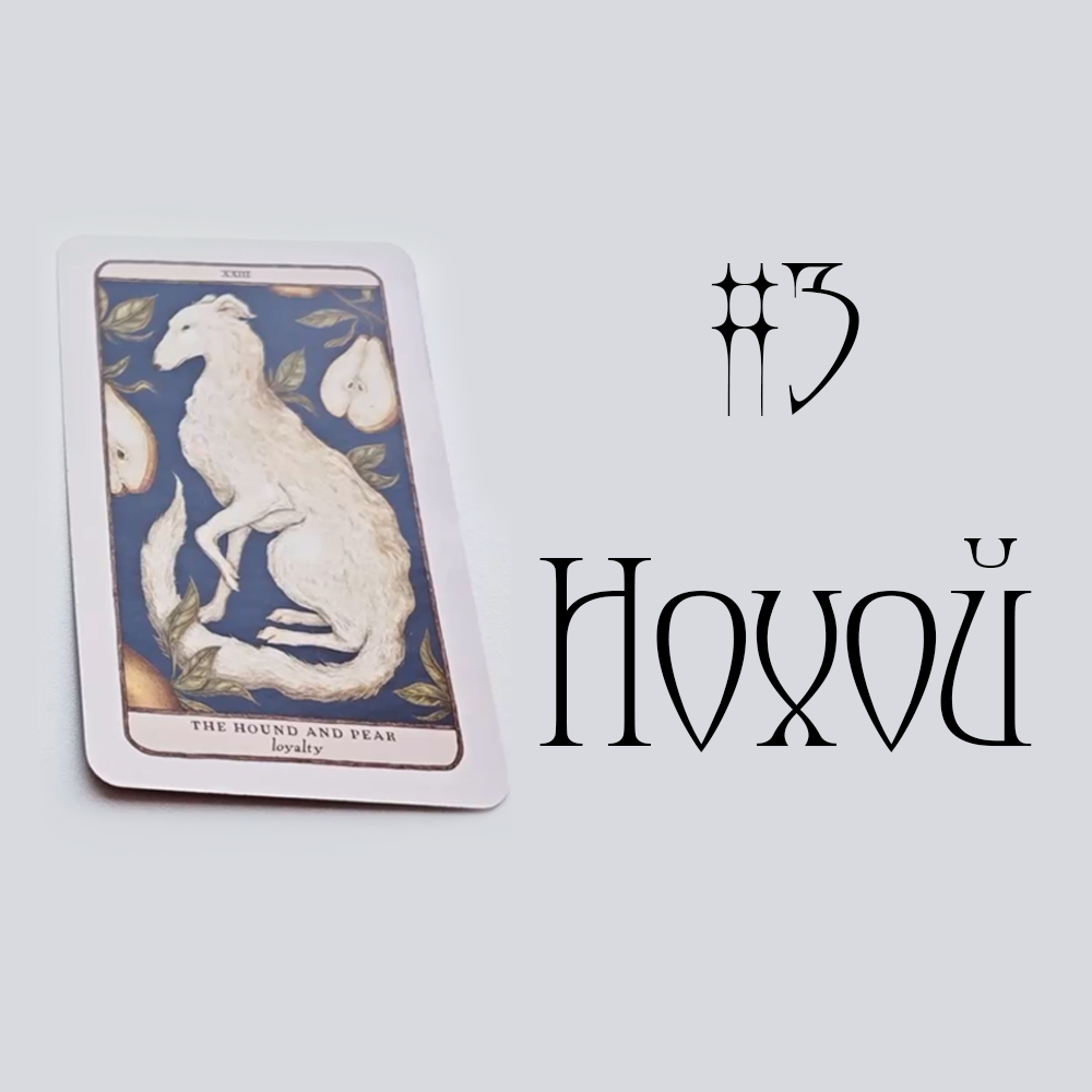 #3 Нохой ( Энэ харилцааны одоогийн байдал? 🦢💌👁️‍🗨️ )