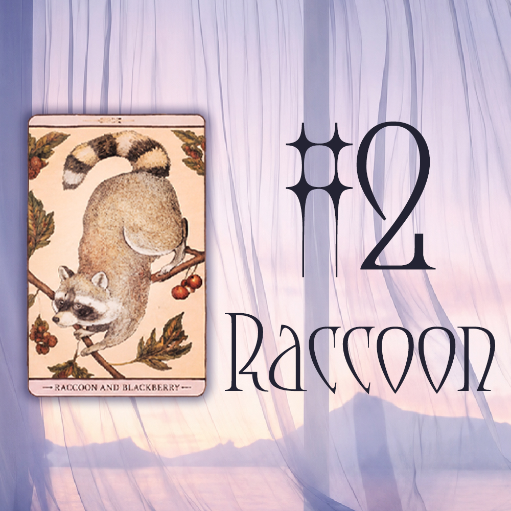 #2 Raccoon (Түүний зүрхний чин үнэн юу вэ? 💗🔮👼)